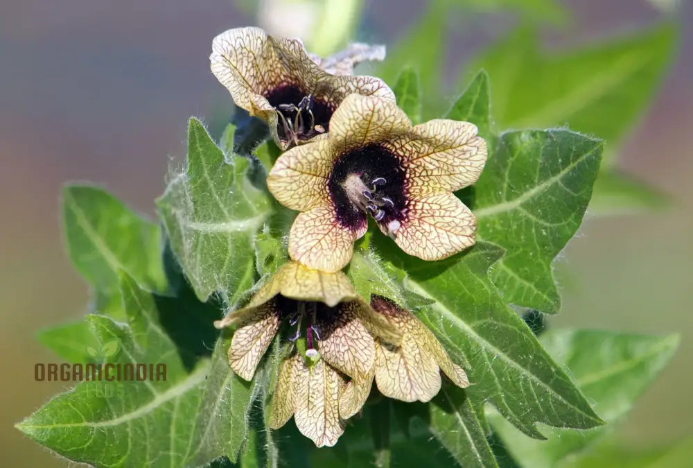 Hyoscyamus Niger (Black Henbane) Seeds - Exotic And Unique Herb For Your Garden | Perfect