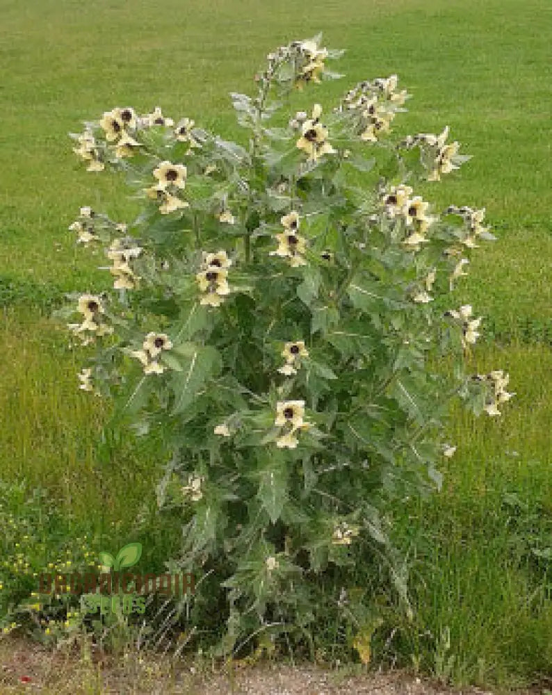 Hyoscyamus Niger (Black Henbane) Seeds - Exotic And Unique Herb For Your Garden | Perfect