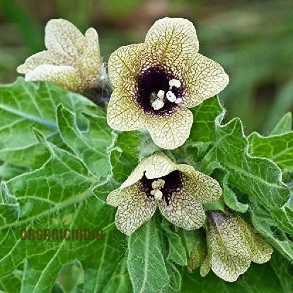 Hyoscyamus Niger (Black Henbane) Seeds - Exotic And Unique Herb For Your Garden | Perfect