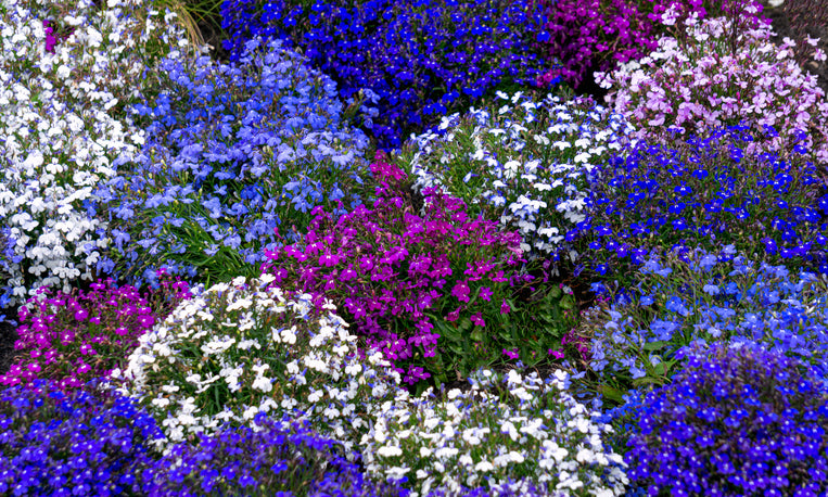 Mixed Lobelia Regatta Flower Seeds for Planting - Great for Hanging Displays - Flower Seeds