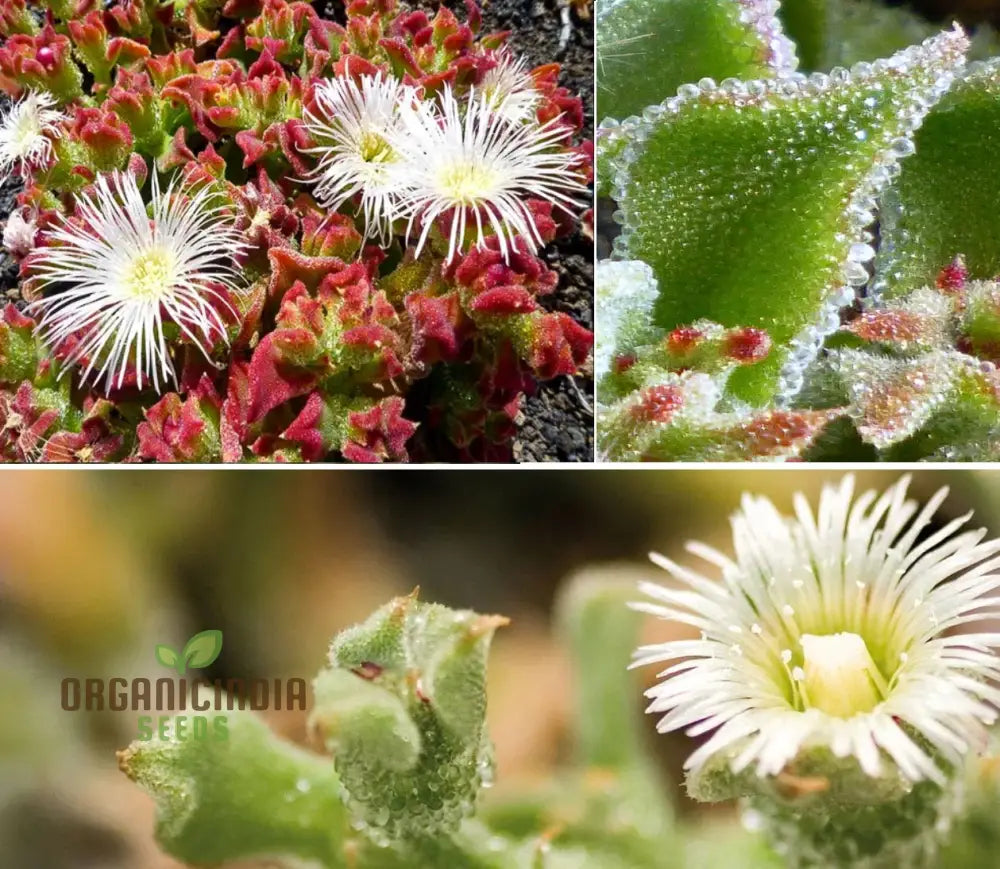 Ice Plant Mesembryanthemum Crystalline Green Seeds - Drought-Tolerant Succulents For Stunning