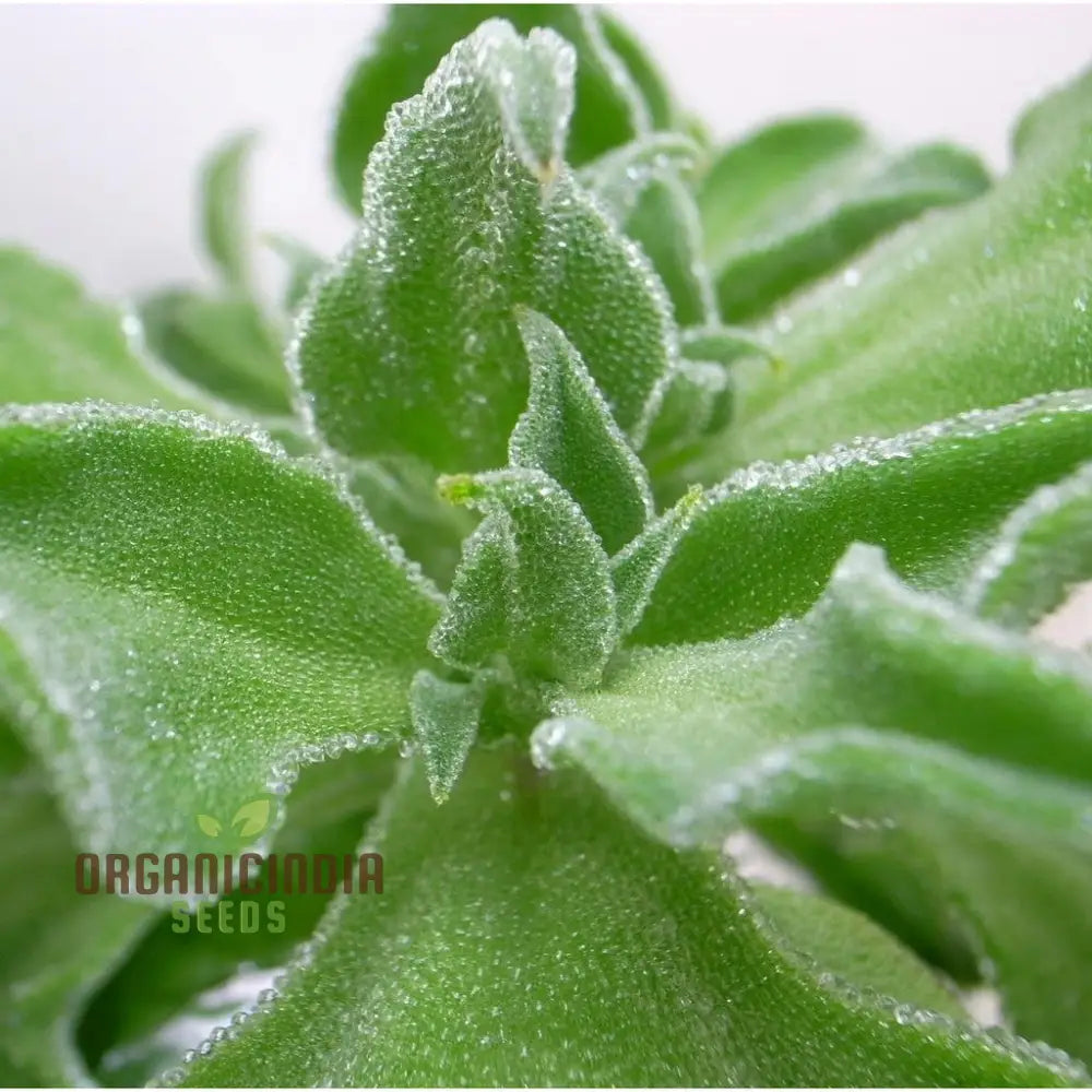 Ice Plant Mesembryanthemum Crystalline Green Seeds - Drought-Tolerant Succulents For Stunning