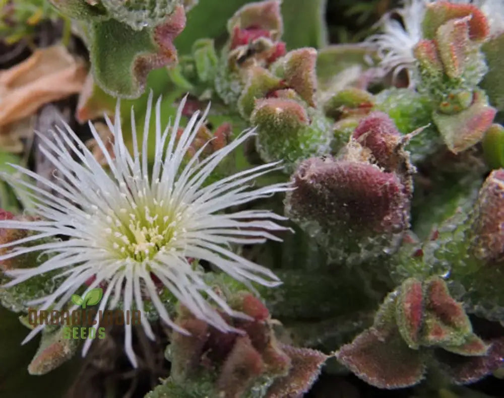 Ice Plant Mesembryanthemum Crystalline Green Seeds - Drought-Tolerant Succulents For Stunning