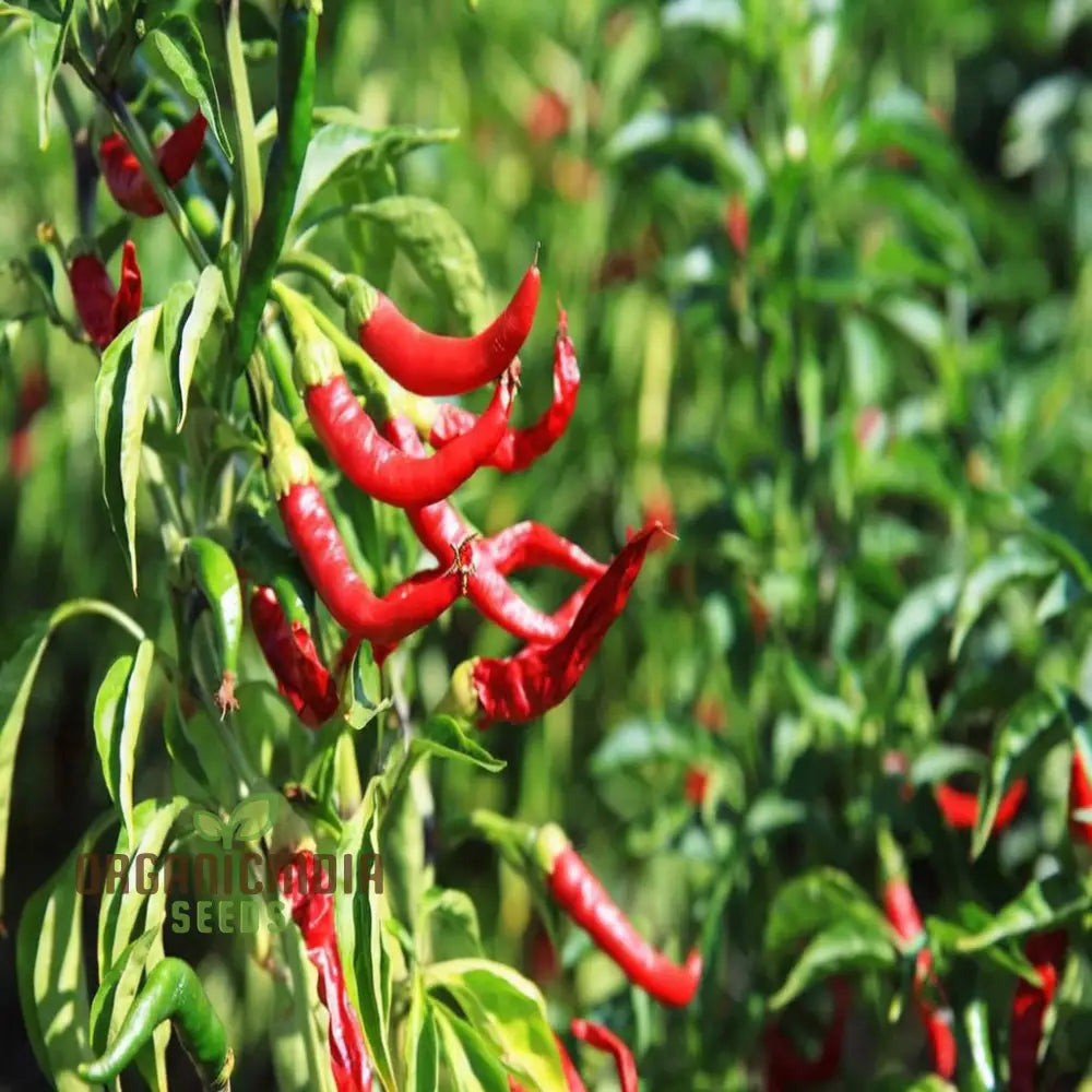 Ignite Your Garden’s Flavor Guntur Sannam Chilli Pepper Seeds - Premium Vegetable For Planting