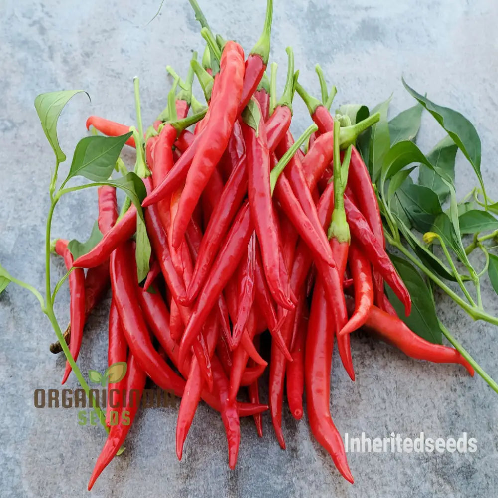 Ignite Your Garden’s Flavor Guntur Sannam Chilli Pepper Seeds - Premium Vegetable For Planting