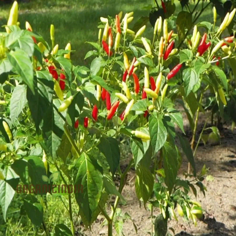 Ignite Your Garden’s Flavor Guntur Sannam Chilli Pepper Seeds - Premium Vegetable For Planting