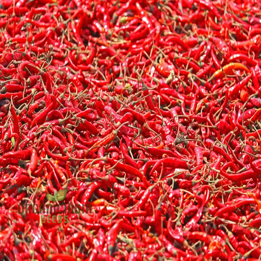 Ignite Your Garden’s Flavor Guntur Sannam Chilli Pepper Seeds - Premium Vegetable For Planting