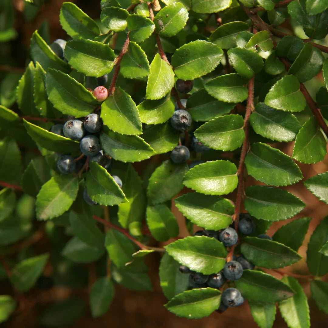 Evergreen Huckleberry Bush Seeds, Planting Fruit Seeds - 100 pcs - Fruit Seeds