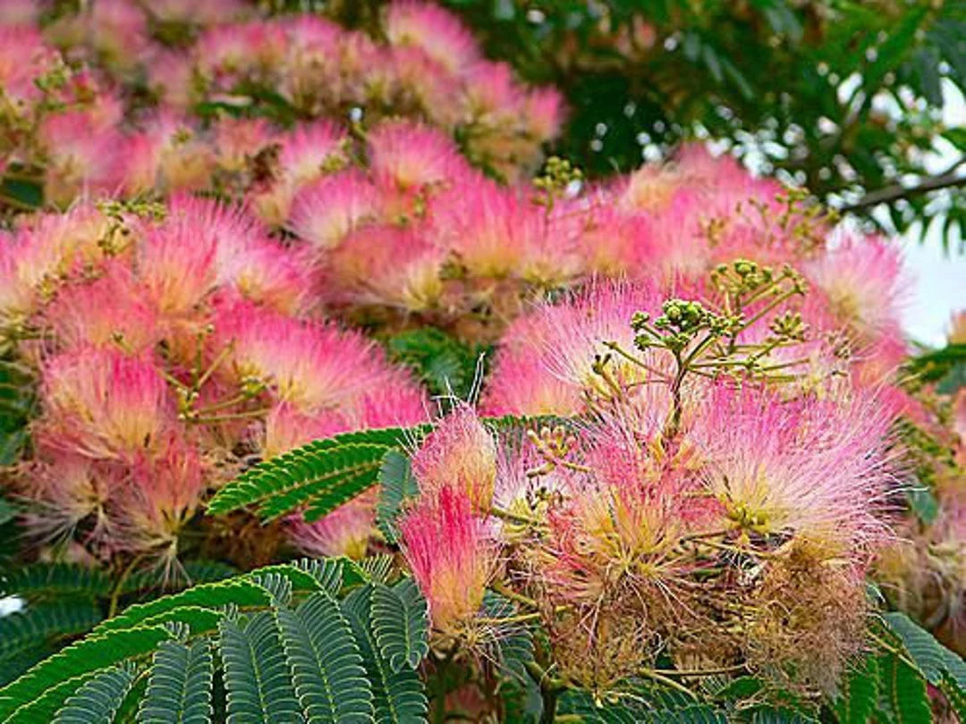 Pink Silk Mimosa Tree Seeds - 10 Pieces