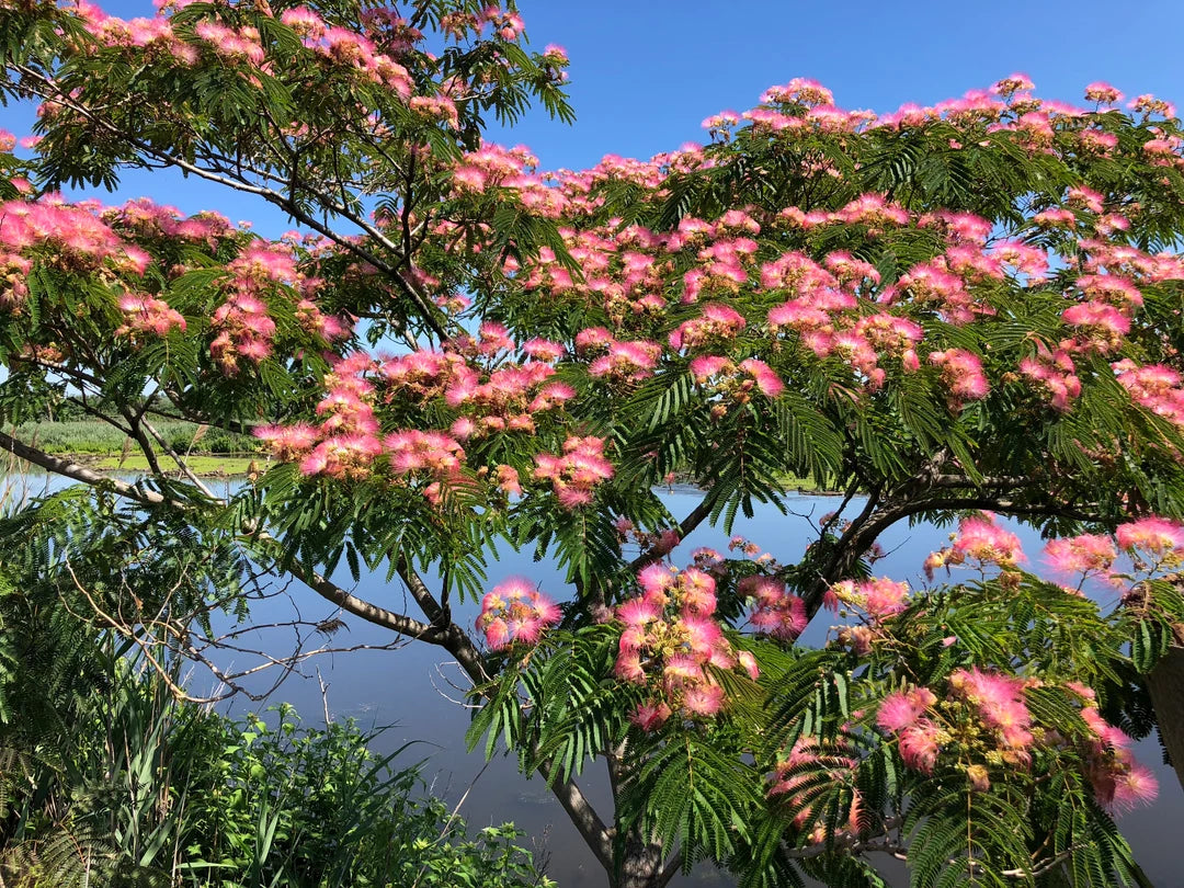 Pink Silk Mimosa Tree Seeds - 10 Pieces