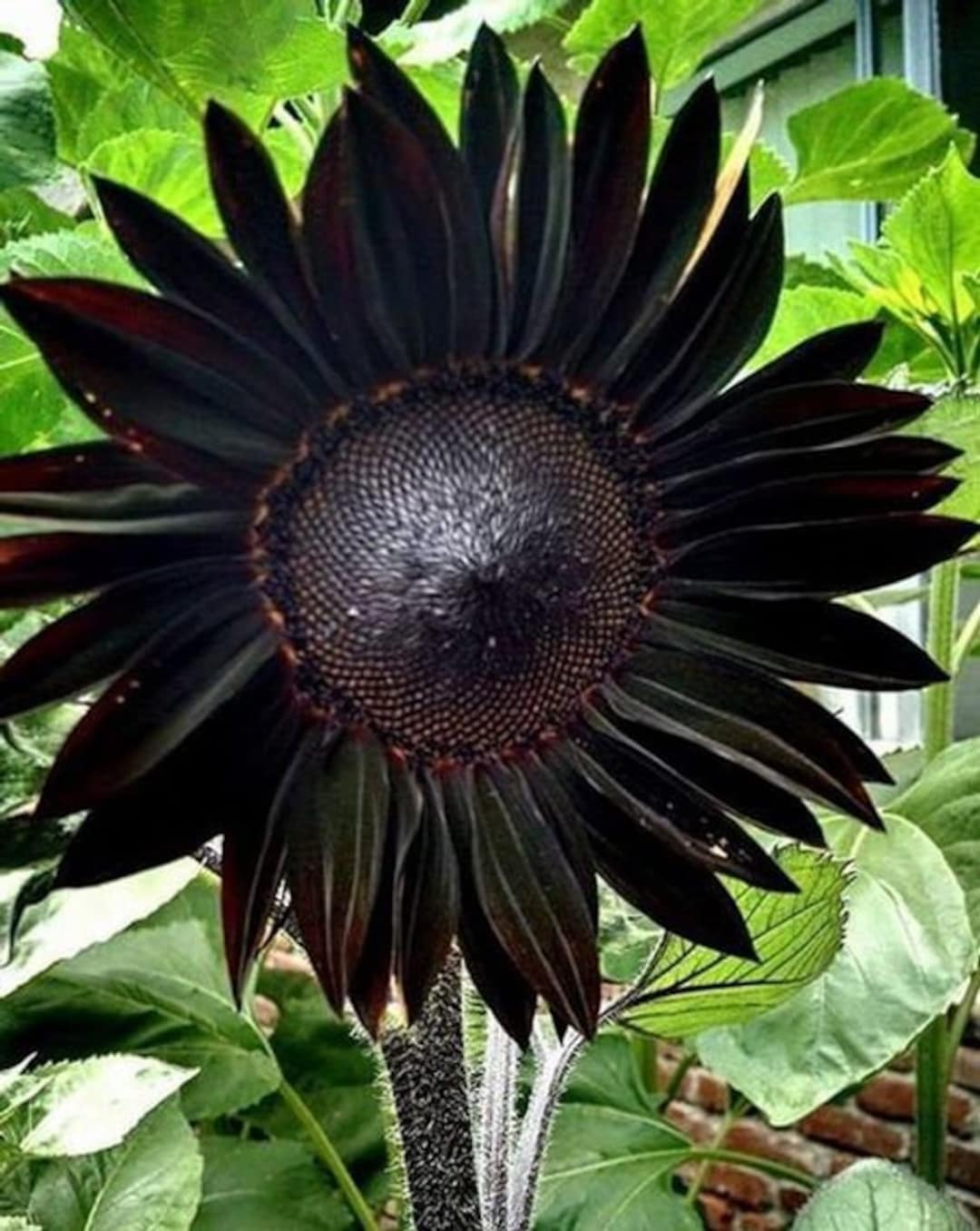 Frische tiefschwarze Sonnenblumenkerne zum Anpflanzen – Gartenwachstum für 50 Stück