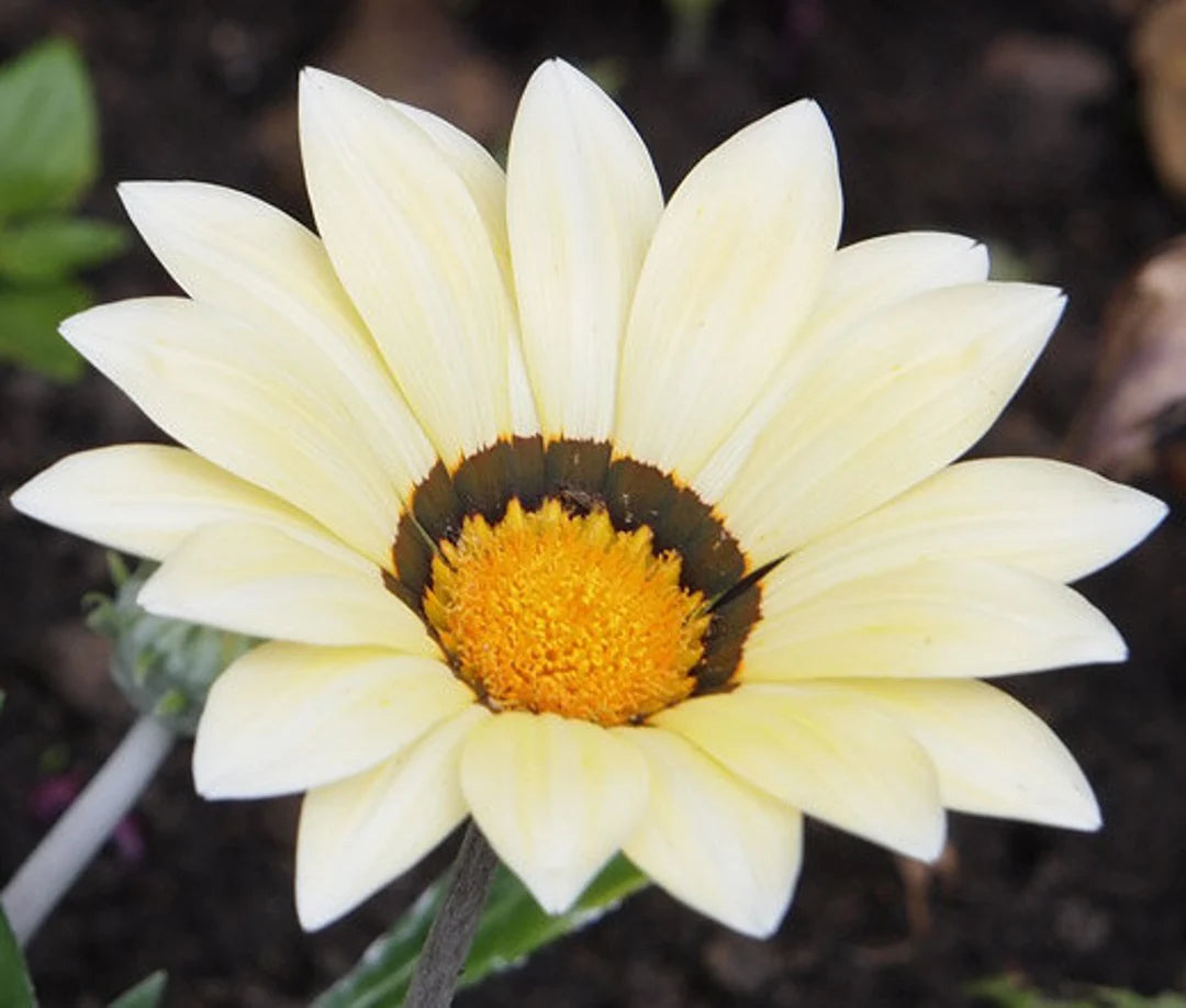 "Gazania Daybreak Series White Flower Seeds, Planting - 100 pcs" - Flower seeds