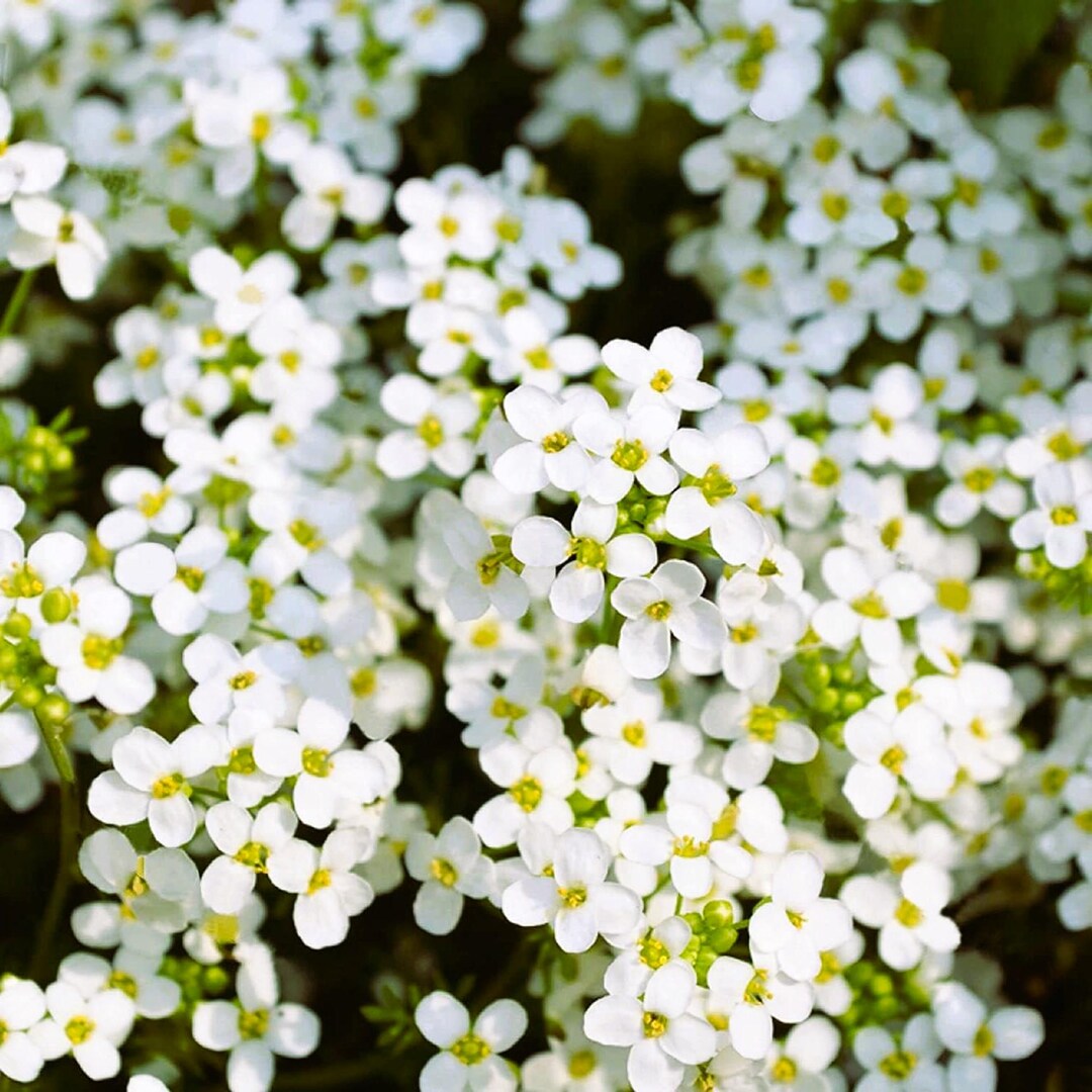 Rainbow Creeping Thyme Blue Rock Cress - Perennial Ground Cover Flower for Home Garden, 200 Pcs (12 Colors)