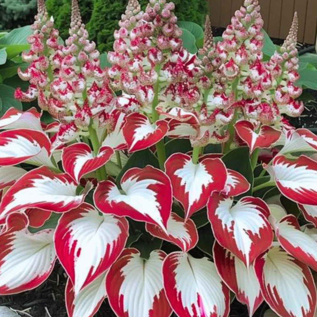 Hosta Plant Seeds - White & Red Varieties | Rare Shade-Loving Perennial Seeds for Lush Foliage Gardens