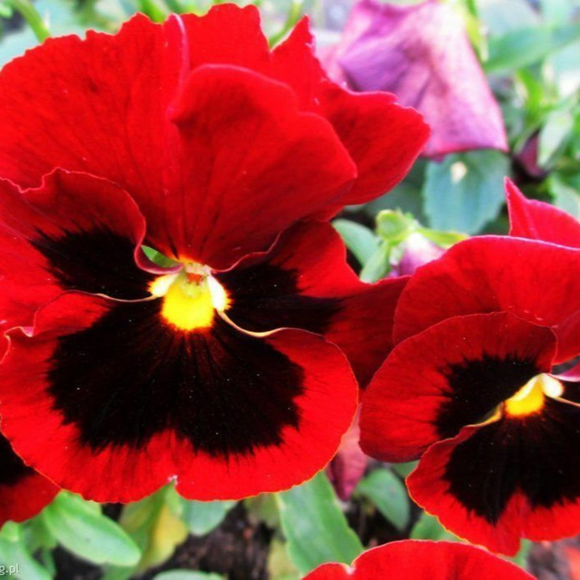 Red Pansy Seeds with Face for Planting