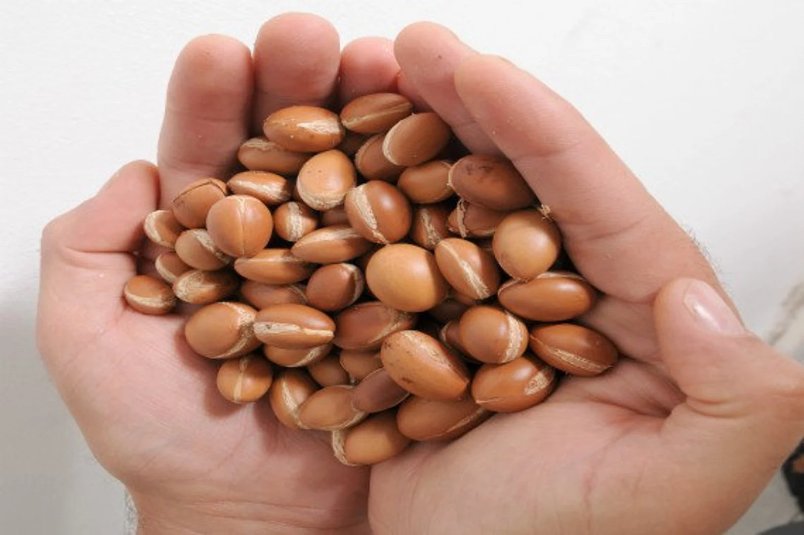 Moroccan Argan Tree seeds, Argan Tree seeds, (100pcs)