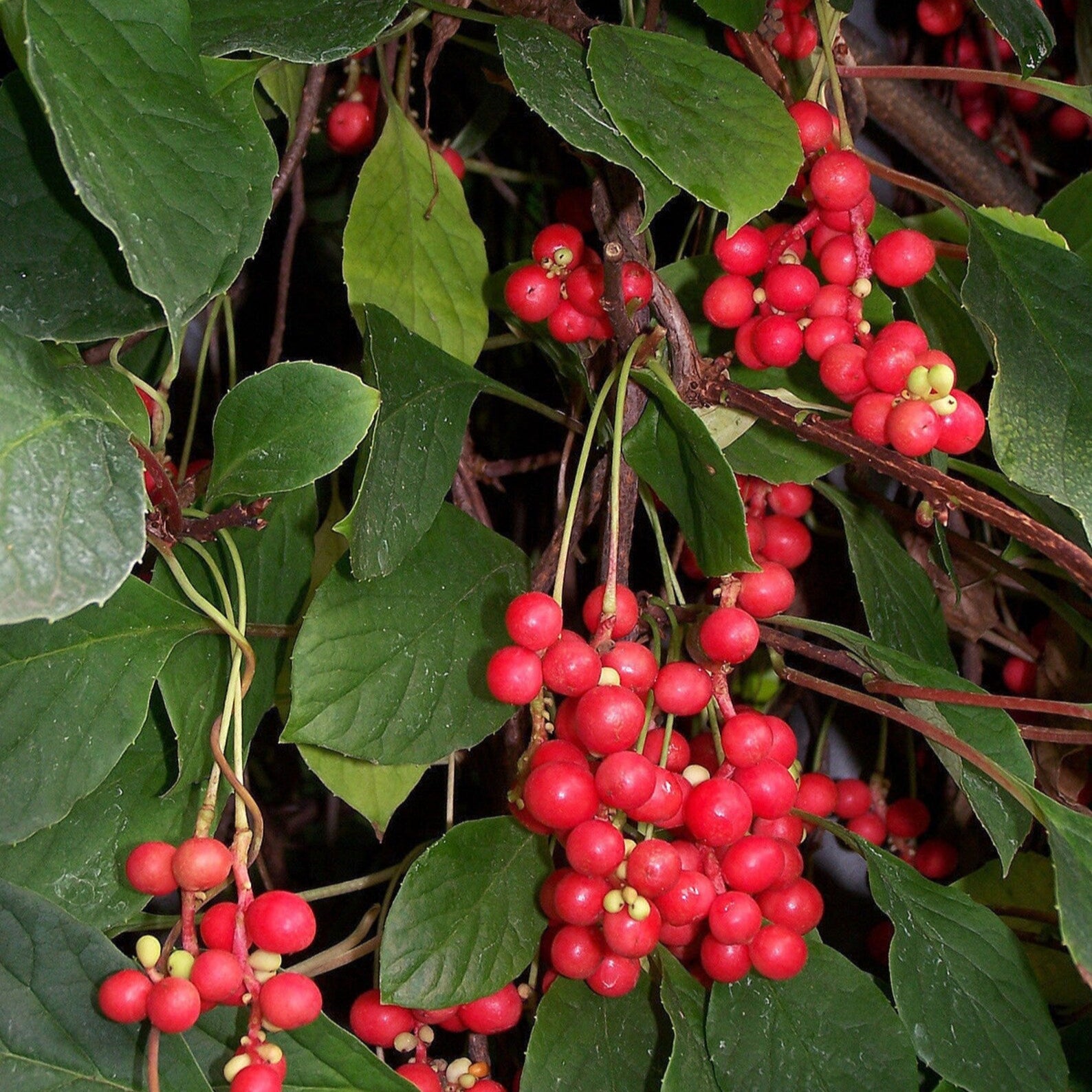 Schisandra Seeds, Schisandra Chinensis Magnolia Berry Vine Seeds