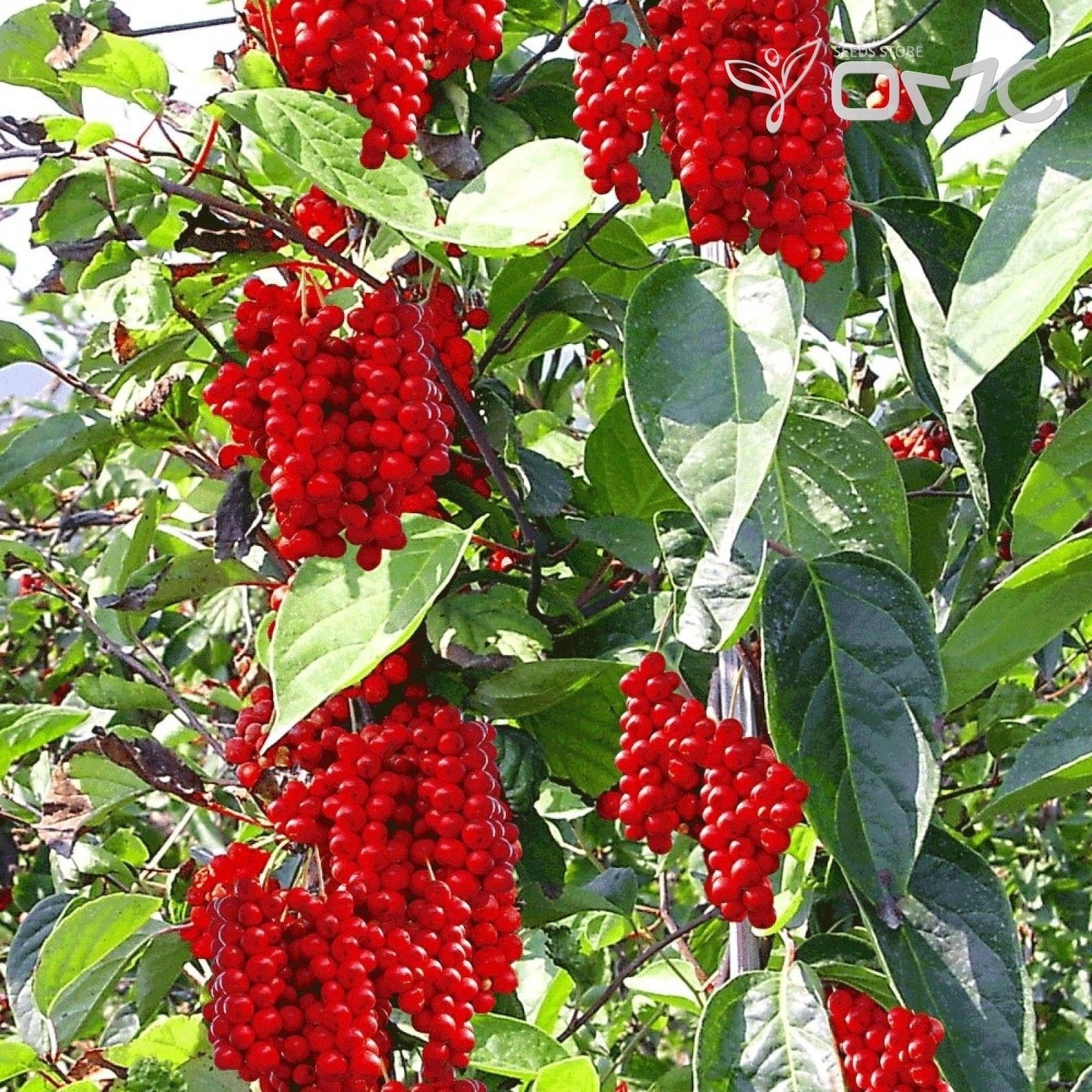 Schisandra Seeds, Schisandra Chinensis Magnolia Berry Vine Seeds