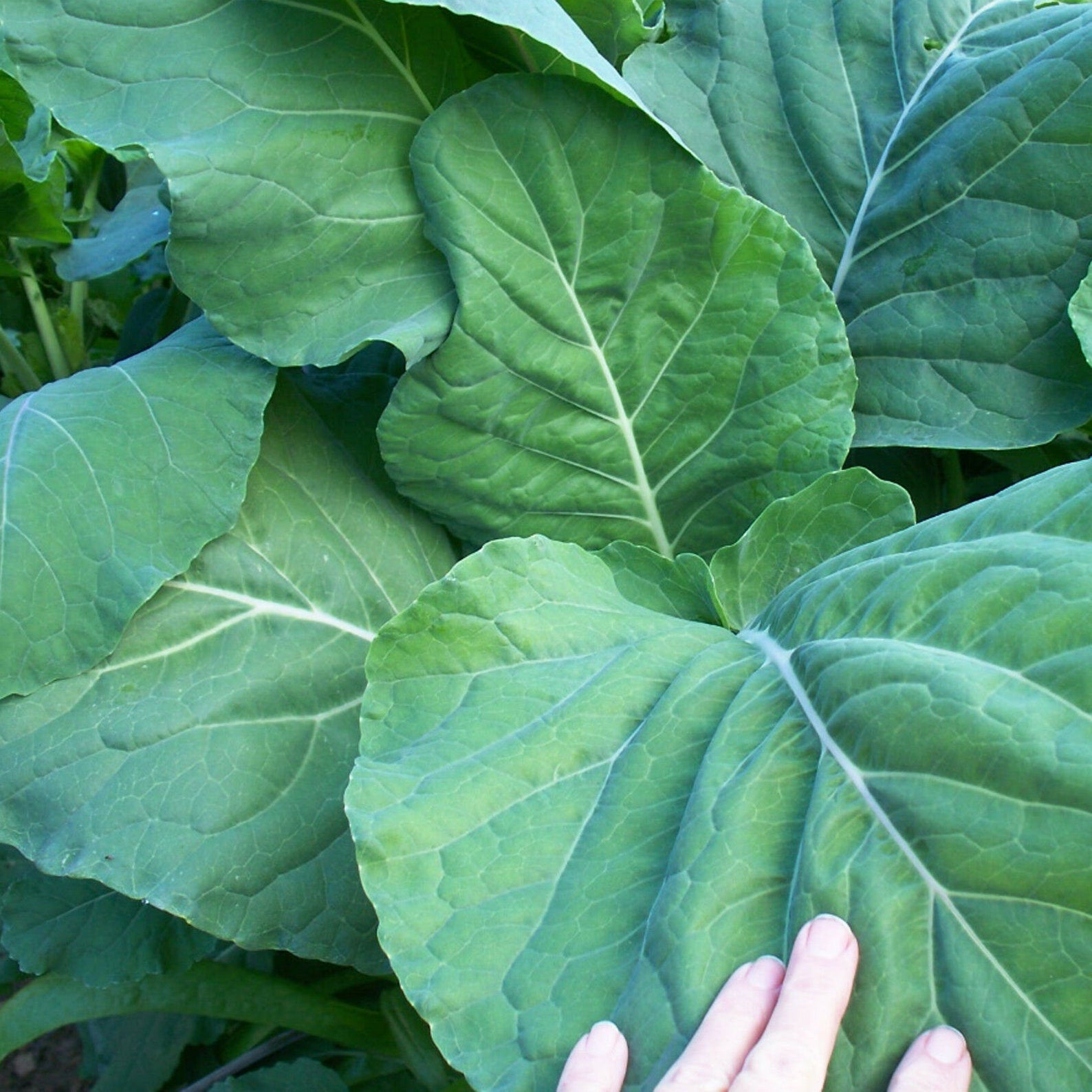 Walking Stick Kale Seeds, Unique and Hardy Brassica for Edible and Ornamental Gardens