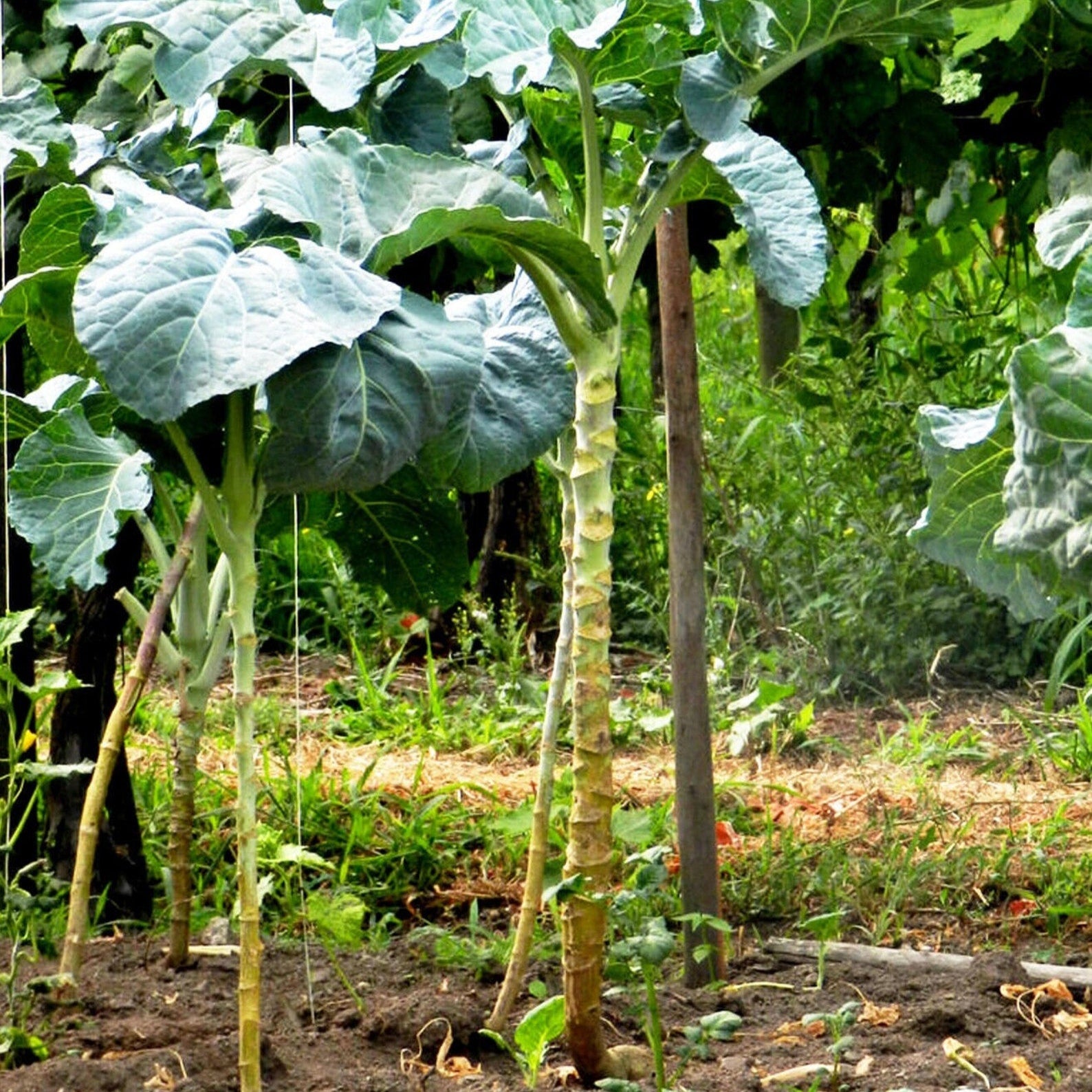 Walking Stick Kale Seeds, Unique and Hardy Brassica for Edible and Ornamental Gardens