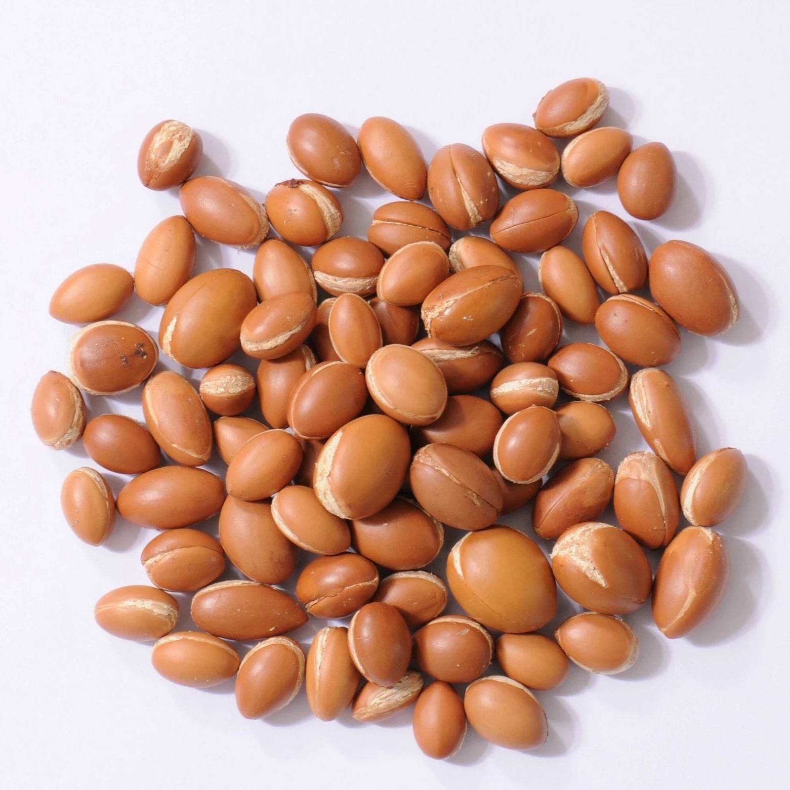 Moroccan Argan Tree seeds, Argan Tree seeds, (100pcs)