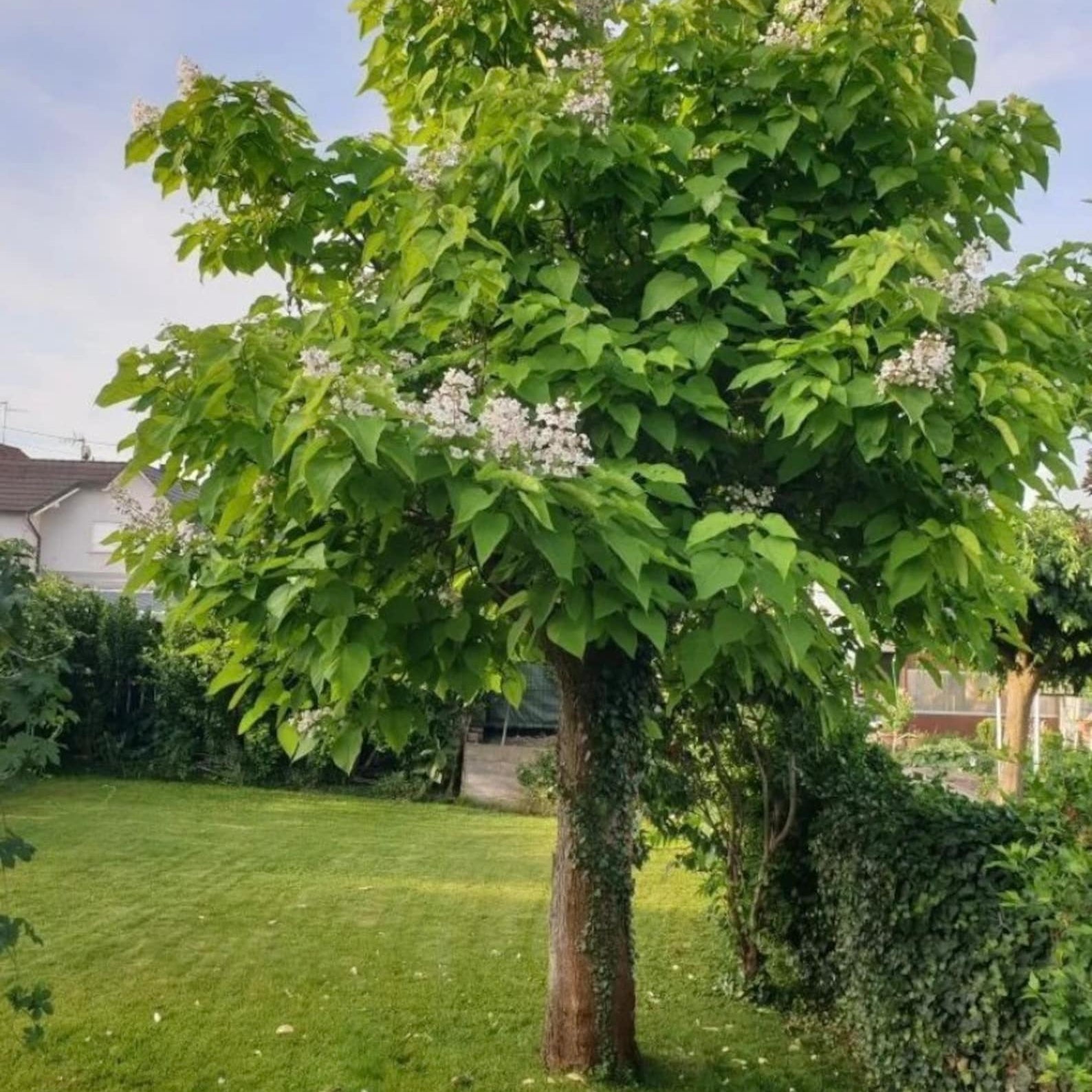 "Graines d'arbre Catalpa du Sud, plantation - 100 pièces"