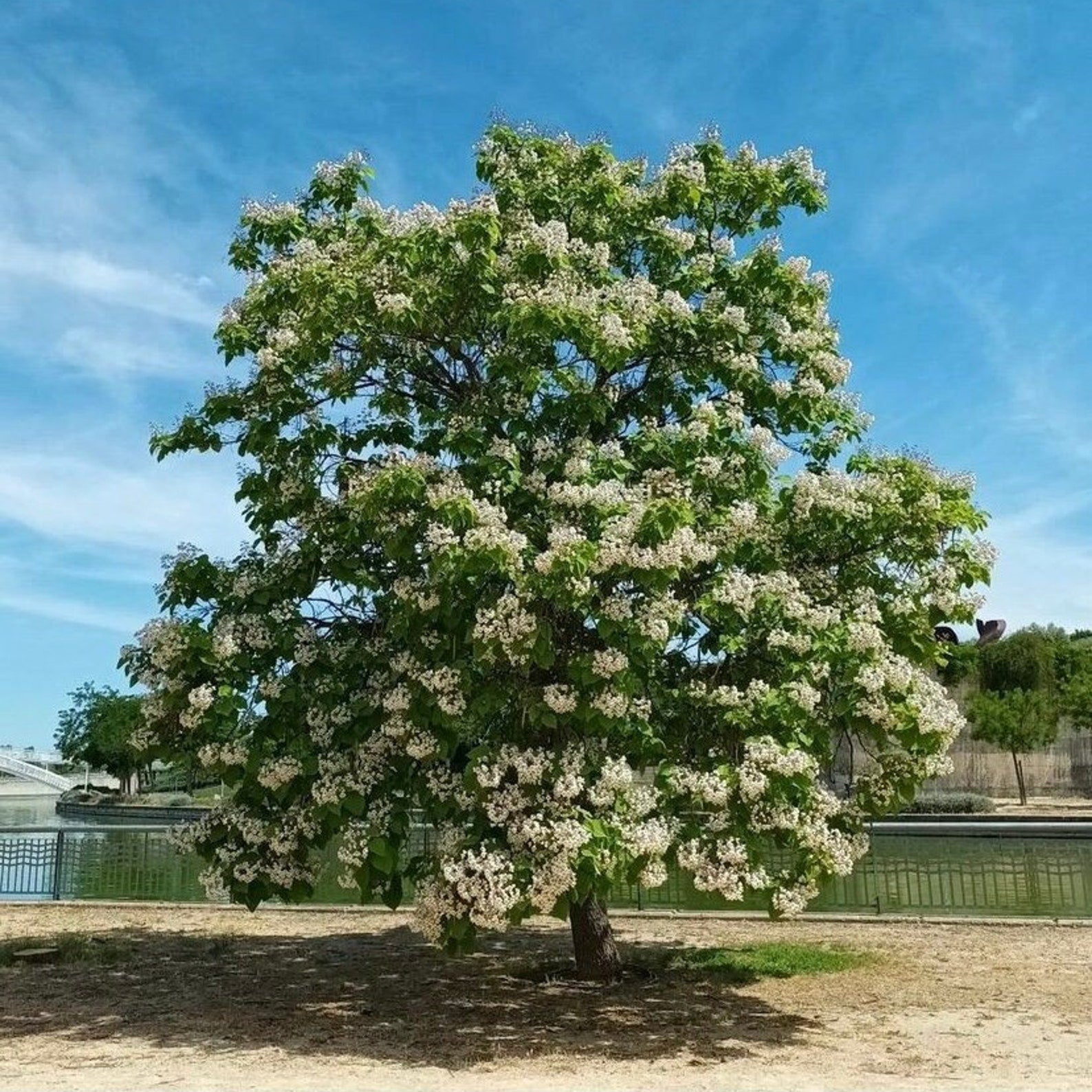 "Graines d'arbre Catalpa du Sud, plantation - 100 pièces"