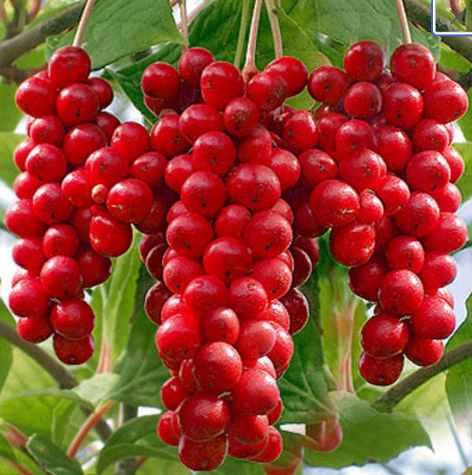 Schisandra Seeds, Schisandra Chinensis Magnolia Berry Vine Seeds