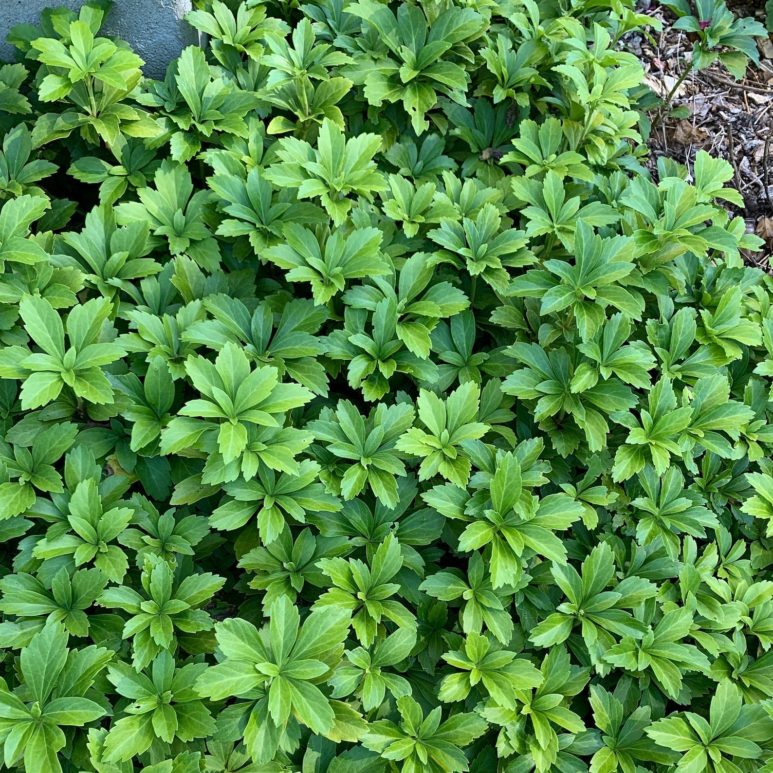 New Fresh Pachysandra Plant Seeds Grow Your Garden with Vibrancy