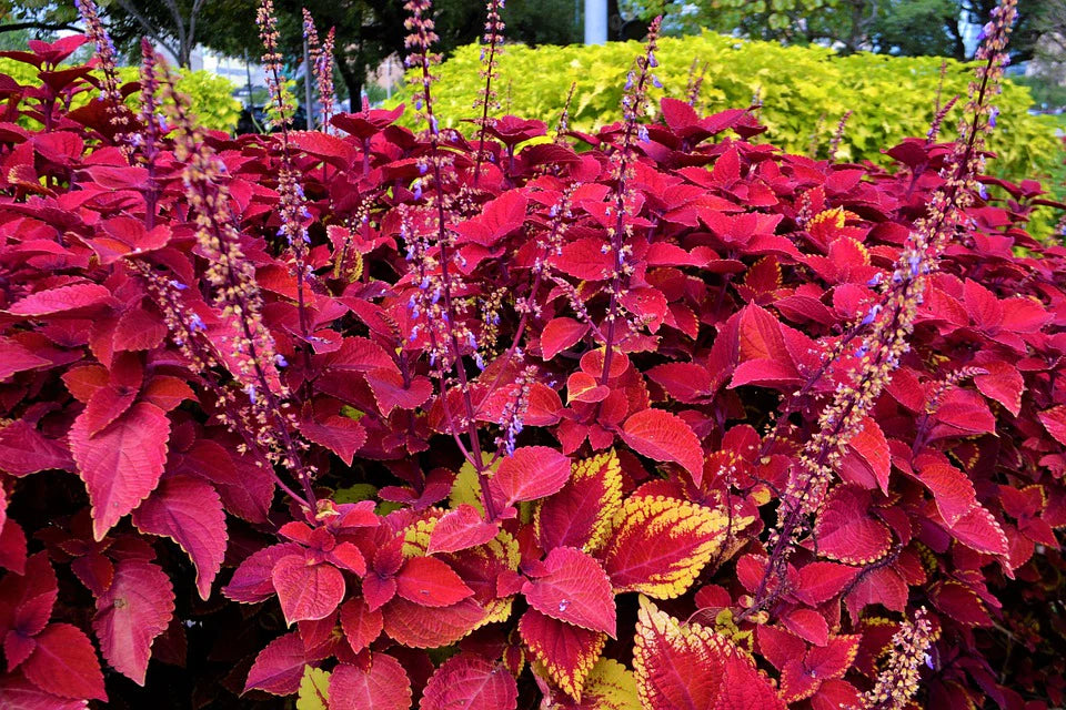 "Beautiful Coleus Flower Seeds, Planting - 100 pcs" - Flower seeds