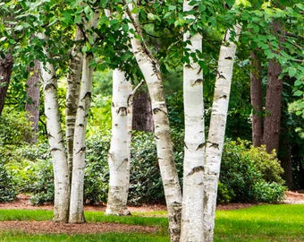 Graines de bouleau à papier blanc (Betula papyrifera) | Arbre d'ombrage robuste à croissance rapide pour les paysages | 50+ graines