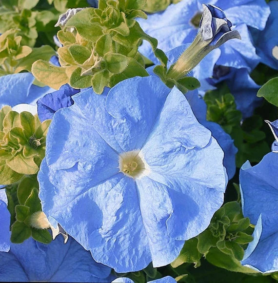 Sky Blue Petunia Seeds – Soft, Airy Blooms for Gardens & Hanging Baskets