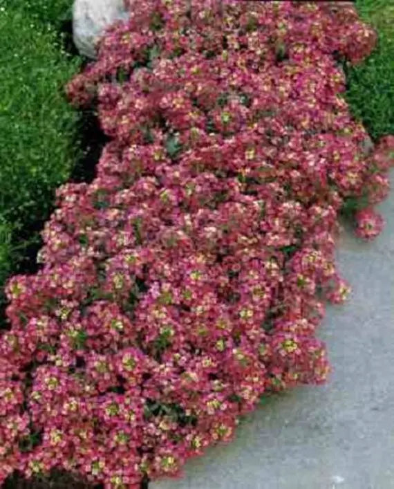 "Alyssum Wonderland Deep Rose Flower Seeds, Planting - 100 pcs" - Flower seeds