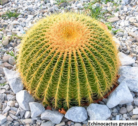 Echinocactus Grusonii Golden Barrel Cactus Seeds for Planting - 100 pcs - Plant Seeds