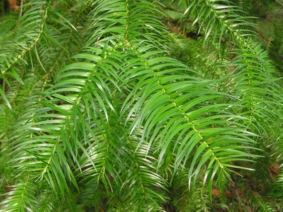 "China Fir Cunninghamia Lanceolata Seeds for Planting - 100 pcs" - Plant Seeds