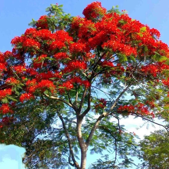 Delonix Regia (Royal Poinciana)  Flamboyant Flame Tree Seeds