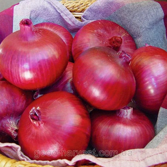 "Ruby Red Onion Seeds, Planting - 100 pcs" - Vegetable Seeds