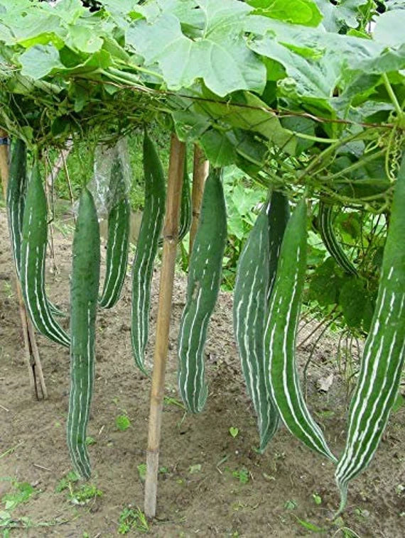 "BUAG NGU NAGA Snake Serpent Gourd Seeds for Planting - 100 pcs" - Vegetable Seeds