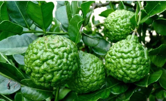 Thai Kaffir Lime Seeds for Planting - 100 pcs - Fruit Seeds