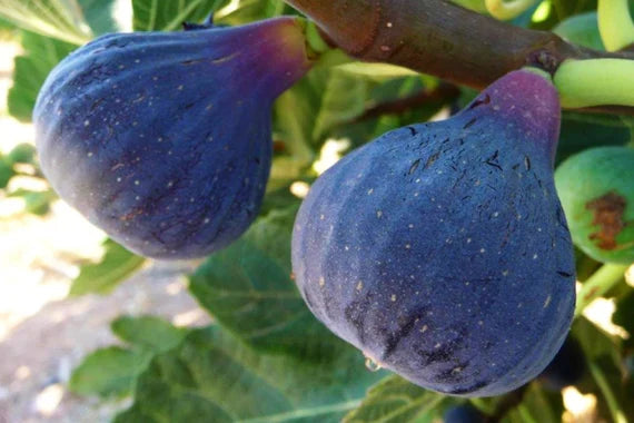 Black Madeira Fig Seeds for Planting - 100 pcs - Fruit Seeds