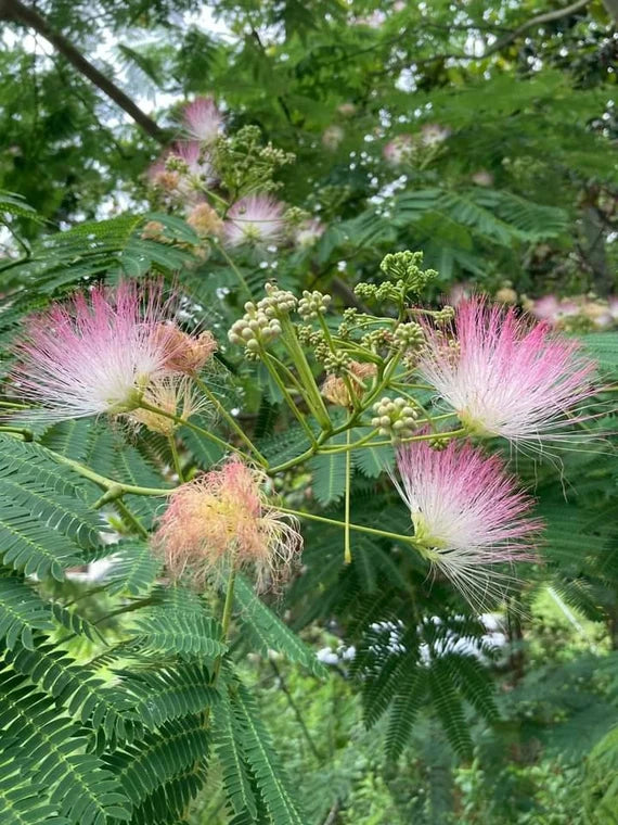 Pink Silk Mimosa Tree Seeds - 10 Pieces