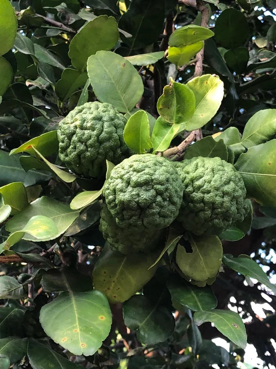 Thai Kaffir Lime Seeds for Planting - 100 pcs - Fruit Seeds