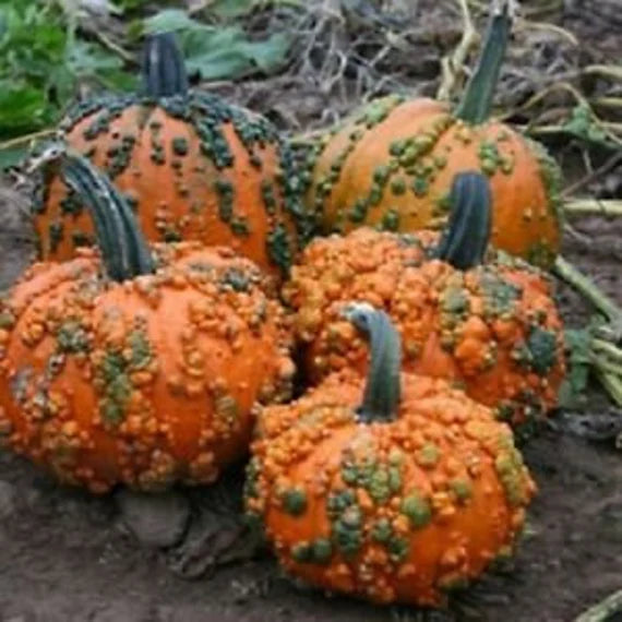 Pumpkin Knuckle Head Seeds for Planting