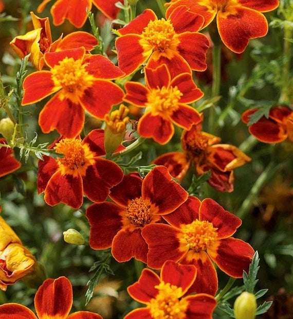 Signet Marigold (Tagetes tenuifolia) Seeds, Delicate, Edible Blooms for Gardens