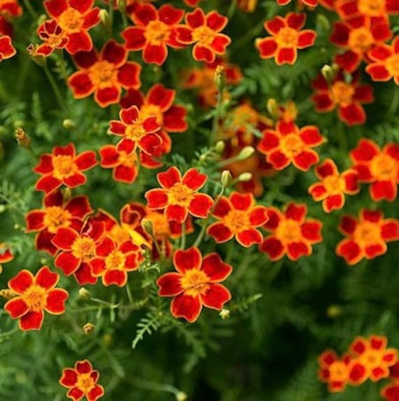 Signet Marigold (Tagetes tenuifolia) Seeds, Delicate, Edible Blooms for Gardens