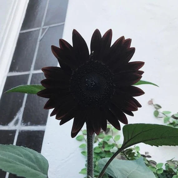 Frische tiefschwarze Sonnenblumenkerne zum Anpflanzen – Gartenwachstum für 50 Stück