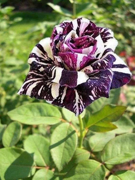 Black Dragon Rose Bush Seeds | 20 Rare Flower Seeds | Unique Dark Blooms for Garden, Borders & Containers