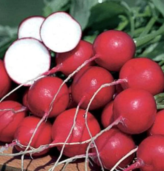 "German Giant Radish Seeds for Planting – 100 pcs" - Vegetable Seeds