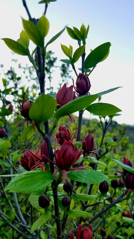 Eastern Sweetshrub/Carolina Allspice/Sweet Betsy Calycanthus Floridus Seeds, 100 Pieces