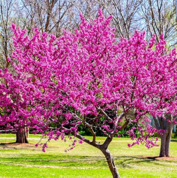 Eastern Redbud Tree Seeds (Cercis canadensis) – 20+